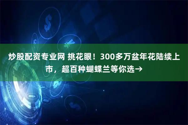 炒股配资专业网 挑花眼！300多万盆年花陆续上市，超百种蝴蝶兰等你选→