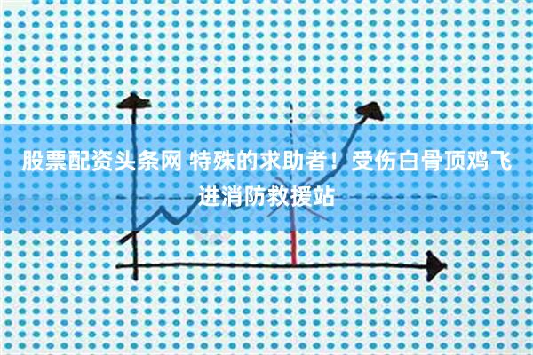 股票配资头条网 特殊的求助者！受伤白骨顶鸡飞进消防救援站